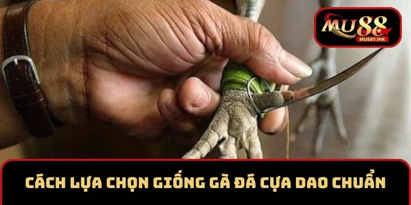 Cách lựa chọn giống gà đá cựa dao cực chuẩn cho sư kê 